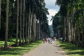 Peradeniya Botanical Gardens