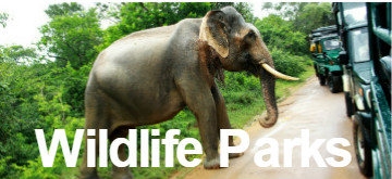 Wildlife Parks in Sri Lanka