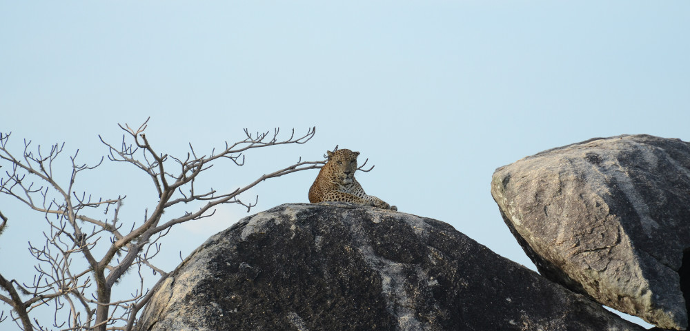 Yala National Park