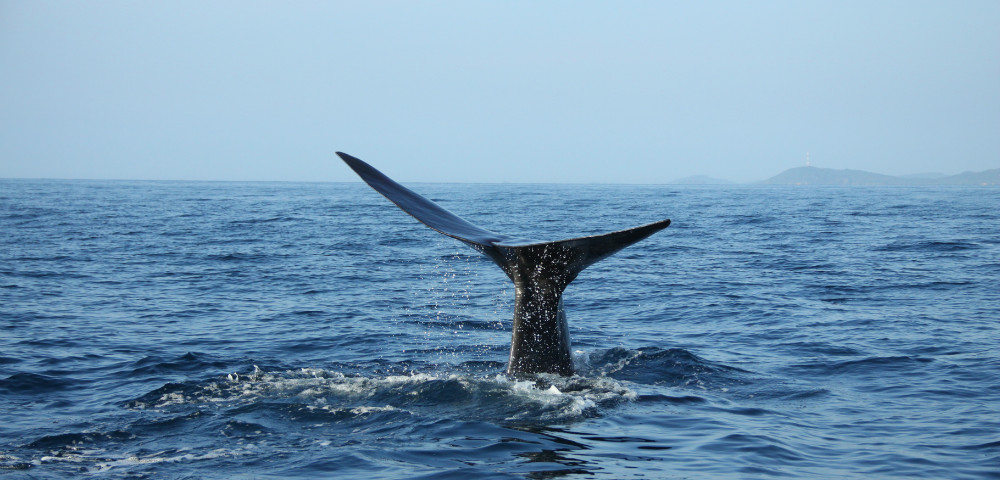 Mirissa Whale Watching