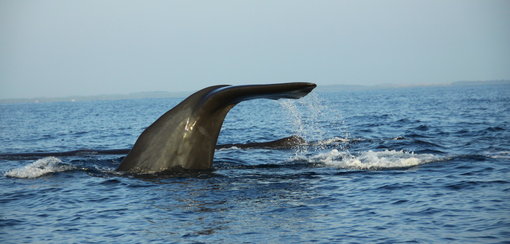 Mirissa Whale Watching