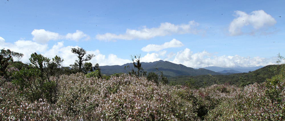 Horton Plains