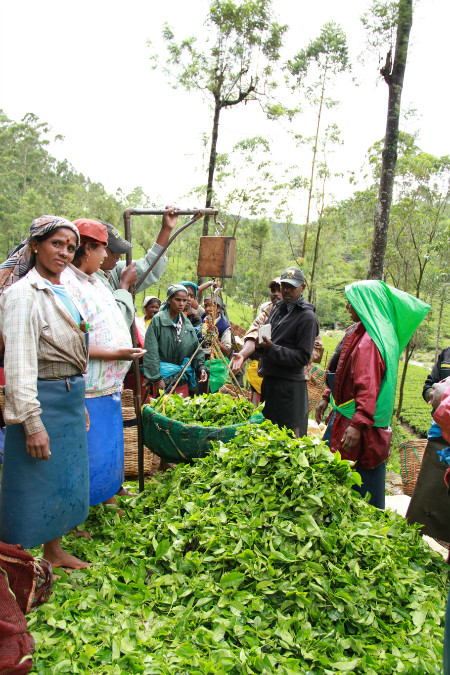 Hatton Tea Gardens